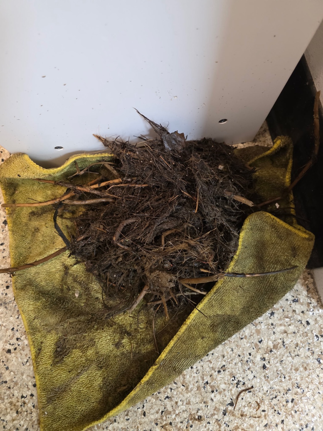 A mass of tree roots pulled from a drain line